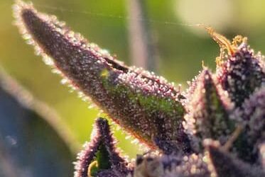 Le CBD de La Réunion : Naturel, local et plein de bienfaits