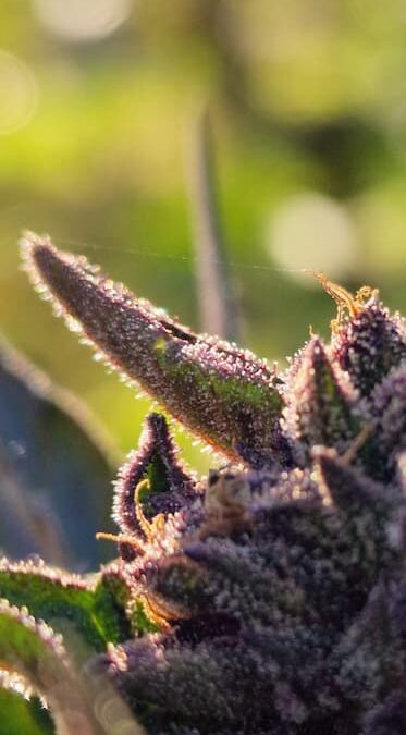 Le CBD de La Réunion : Naturel, local et plein de bienfaits