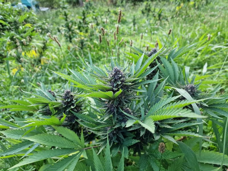 cbd réunion