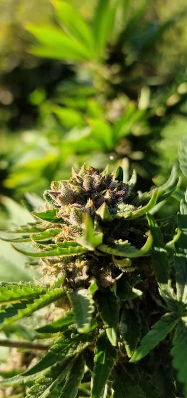 fleur cbd réunion