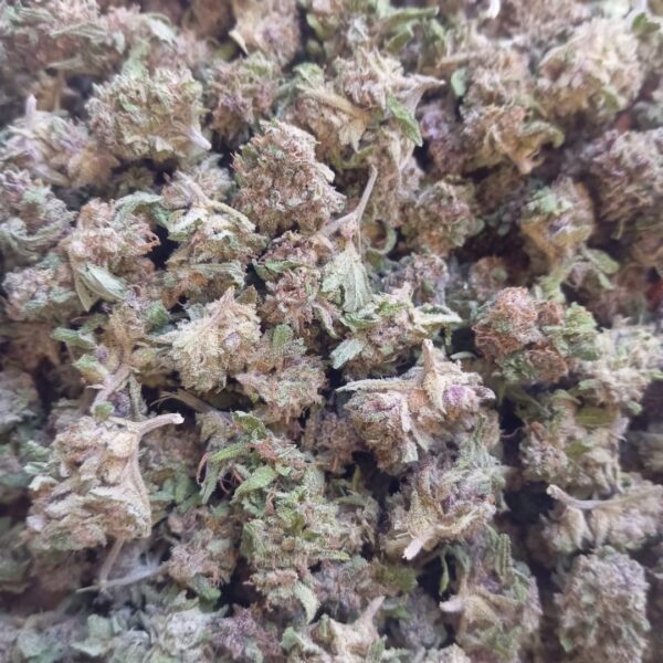 Mini Bud